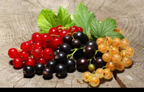 Jagoda, która zapewni młodość i długowieczność